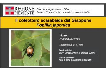 popillia japonica
